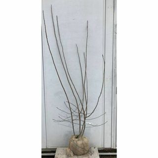 《現品》ジューンベリー 株立ち　樹高1.7ｍ（根鉢含まず）178【果樹苗木/植木(その他)