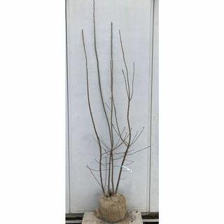 《現品》ジューンベリー 株立ち　樹高1.8ｍ（根鉢含まず）180【果樹苗木/植木(その他)