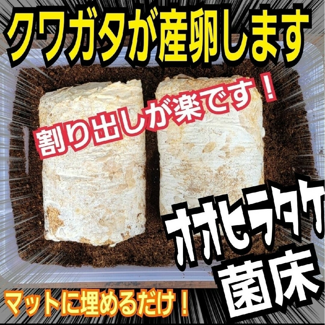 オオヒラタケ菌床ブロック【2個】カブトムシ幼虫の栄養強化に！クワガタの産卵床に！ その他のペット用品(虫類)の商品写真