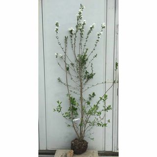 《現品》利休梅（リキュウバイ）樹高1.7ｍ（根鉢含まず）61【庭木/苗木/植木】(その他)