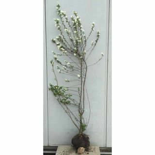 《現品》利休梅（リキュウバイ）樹高1.7ｍ（根鉢含まず）62【庭木/苗木/植木】(その他)