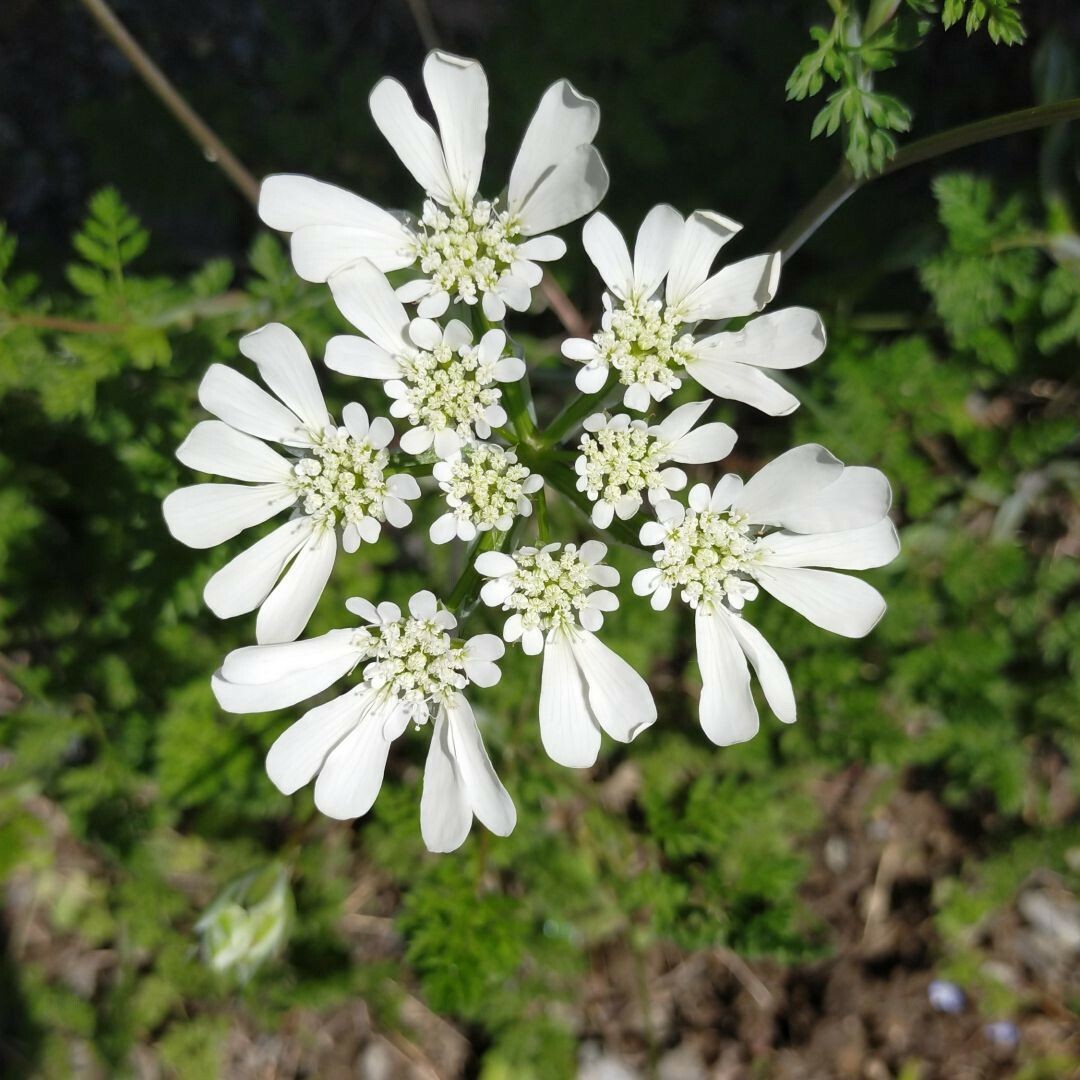 オルレア、花の種 3種。マリーゴールド、黄花コスモス ハンドメイドのフラワー/ガーデン(プランター)の商品写真