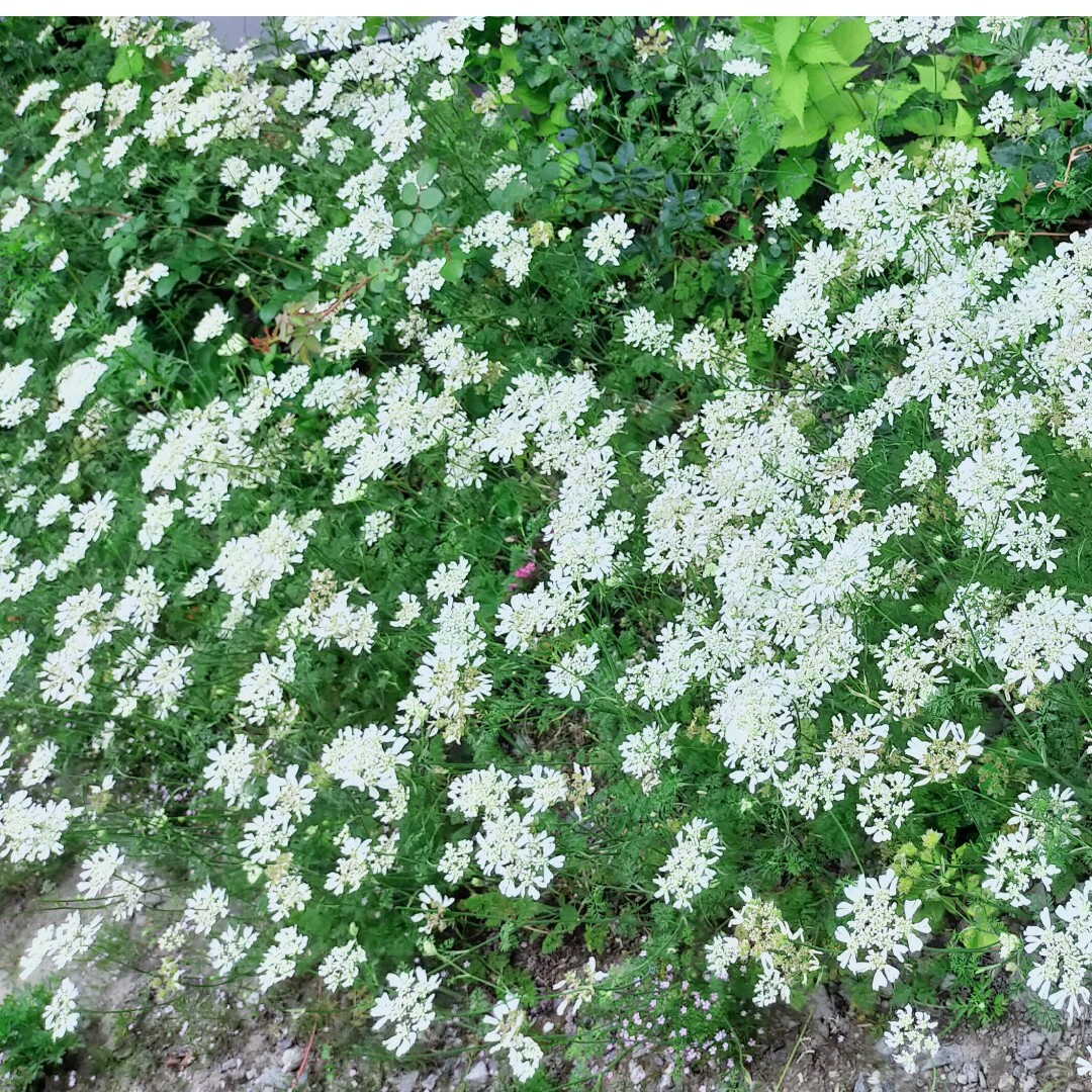 オルレア、花の種 3種。マリーゴールド、黄花コスモス ハンドメイドのフラワー/ガーデン(プランター)の商品写真