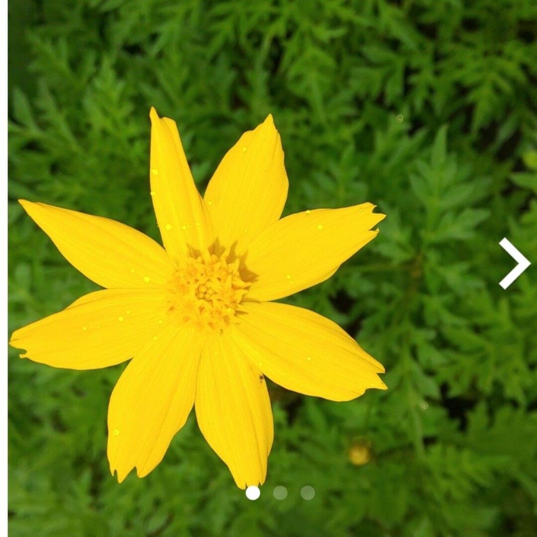 オルレア、花の種 3種。マリーゴールド、黄花コスモス ハンドメイドのフラワー/ガーデン(プランター)の商品写真