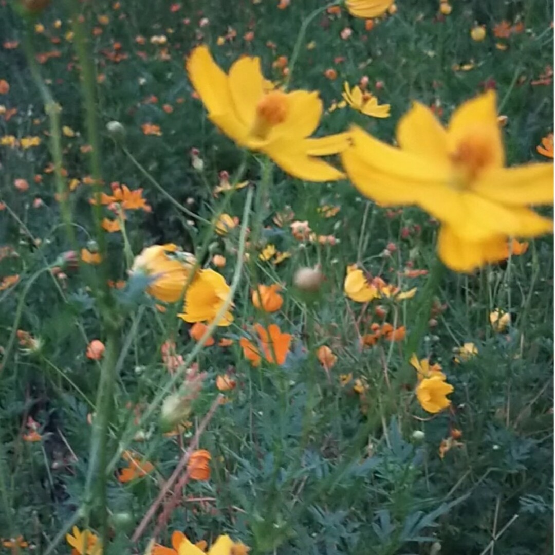 オルレア、花の種 3種。マリーゴールド、黄花コスモス ハンドメイドのフラワー/ガーデン(プランター)の商品写真