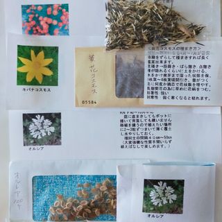 オルレア、花の種 3種。マリーゴールド、黄花コスモス(プランター)