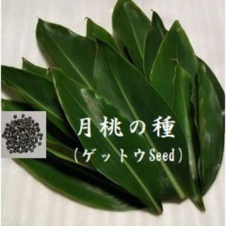 RG715  月桃の種10ml 約200粒 沖縄ハーブ ゲットウseed(各種パーツ)