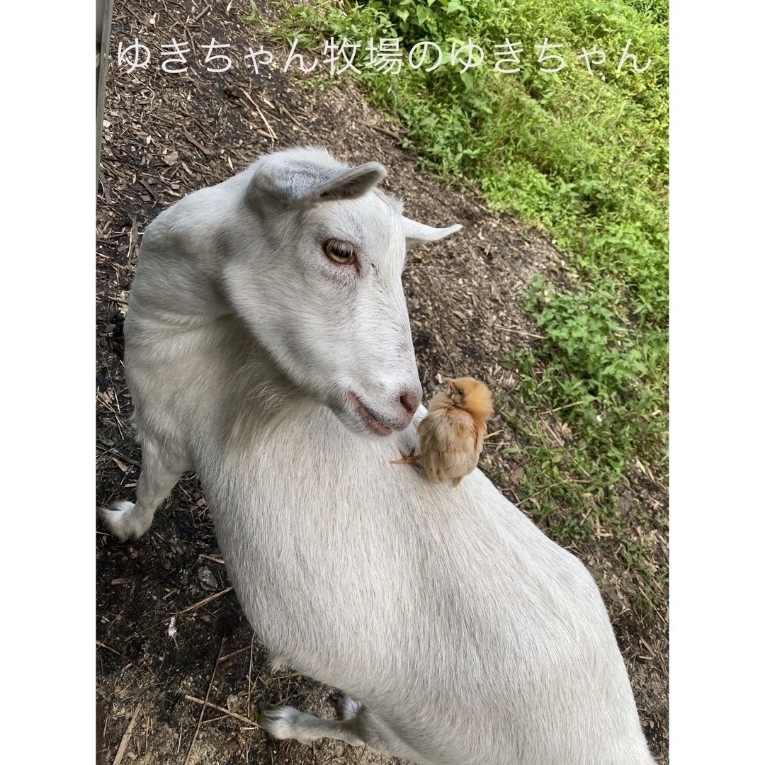 平飼いで育てたボリスブラウンの新鮮な卵 食品/飲料/酒の食品(その他)の商品写真