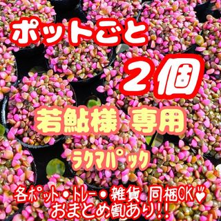 ラクマパック【ポットごと】桜吹雪2個多肉植物アナカンプセロス紅葉プラ鉢プレステラ(その他)