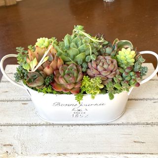 ゆうパック　多肉植物寄せ植えそのまま飾れる　白ポット取って付き　おしゃれポット(その他)