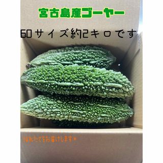 採れたて宮古島ゴーヤー＊(野菜)