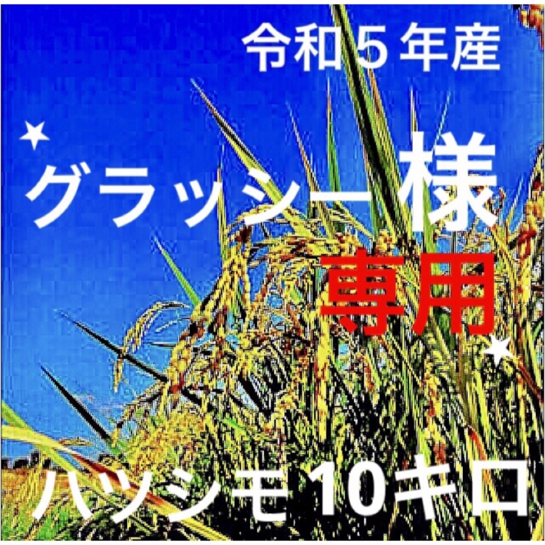 ⭐️グラッシー様専用⭐️R５年産✳️減農・有機肥料・送料無料ハツシモ10キロ 食品/飲料/酒の食品(米/穀物)の商品写真