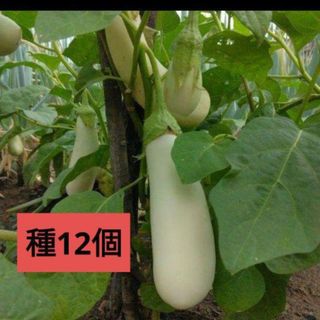 無農薬 越後白ナス しろなす 12粒(野菜)