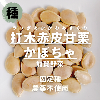 【種】かぼちゃ　打木赤皮甘栗南瓜　無農薬　7粒(野菜)