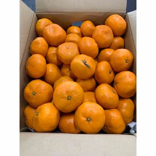 佐賀県伊万里産　みかん🍊10キロ箱(フルーツ)