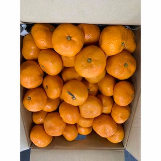 佐賀県伊万里産みかん🍊　10k箱(フルーツ)