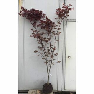 《現品》ノムラモミジ　樹高1.9ｍ（根鉢含まず）55【野村/赤葉/苗木/紅葉】(その他)