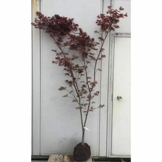 《現品》ノムラモミジ　樹高1.9ｍ（根鉢含まず）55【野村/赤葉/苗木/紅葉】(その他)