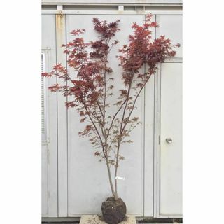 《現品》ノムラモミジ　樹高1.9ｍ（根鉢含まず）57【野村/赤葉/苗木/紅葉】(その他)