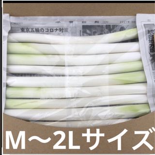 カット白長ネギ　　A4サイズ(野菜)