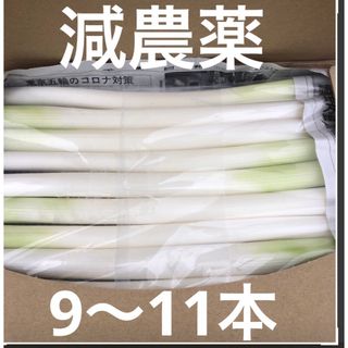 カット白長ネギ  約1kg       A4サイズ(野菜)