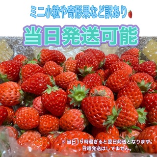 ミニ小粒や奇形果など訳あり 約750g　紅ほっぺ　いちご 🍓(フルーツ)