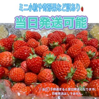 ミニ小粒や奇形果など訳あり 約750g　紅ほっぺ　いちご 🍓(フルーツ)