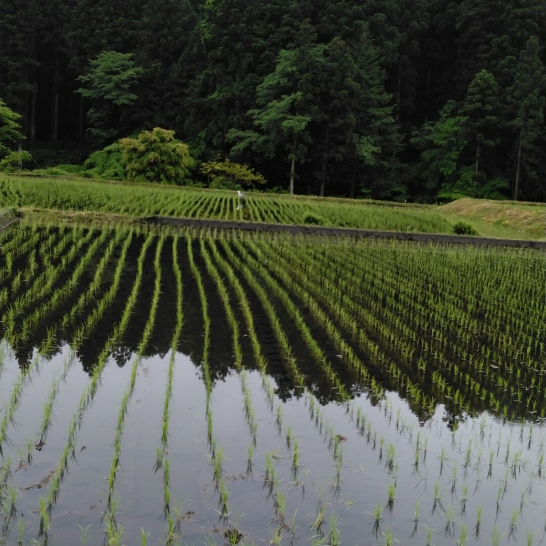 令和5年産栃木県特一等米コシヒカリ無農薬10キロ 食品/飲料/酒の食品(米/穀物)の商品写真