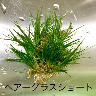 水草 ロタラ sp 香港 水上葉の通販 by りく's shop｜ラクマ