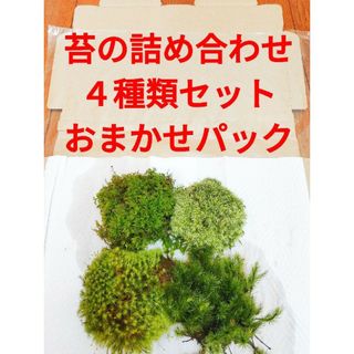 苔テラリウム　４種類　苔　イモリウム　パルダリウム　ビバリウム　アクアリウム(その他)