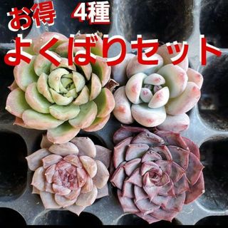 4種♡根付き よくばりセット 多肉植物♡とうしん 野火 ライムのパイ 怒りの小鳥(その他)