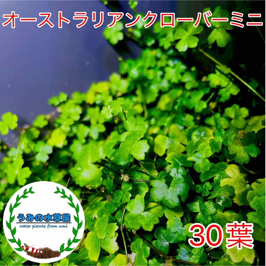オーストラリアンクローバーミニ 30葉 - 水草育成