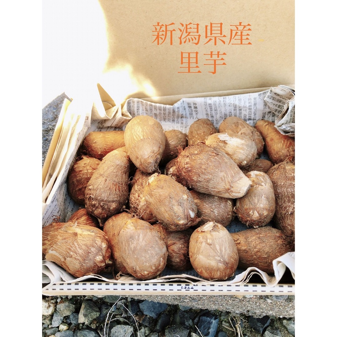 2キロ 里芋✩.*˚新潟県胎内市砂丘地産 食品/飲料/酒の食品(野菜)の商品写真