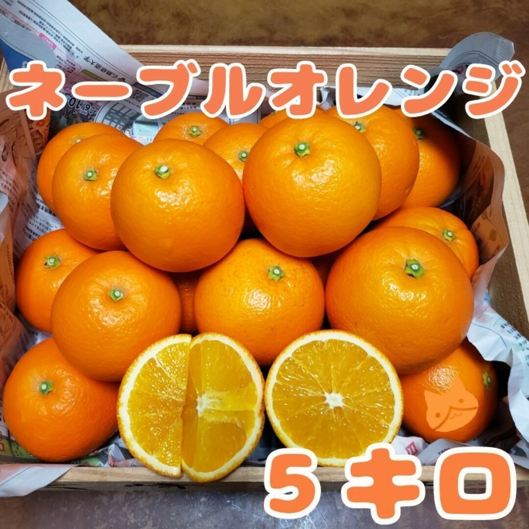 ネーブルオレンジ 5㌔ 食品/飲料/酒の食品(フルーツ)の商品写真