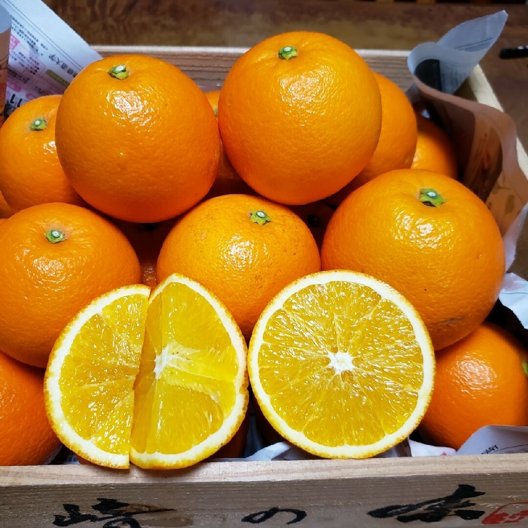 ネーブルオレンジ 5㌔ 食品/飲料/酒の食品(フルーツ)の商品写真