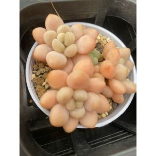 キャビア　多肉植物(その他)