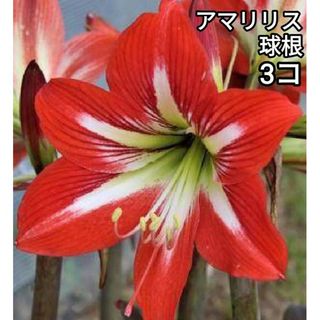 アマリリス 球根 3球 直径5cm(プランター)