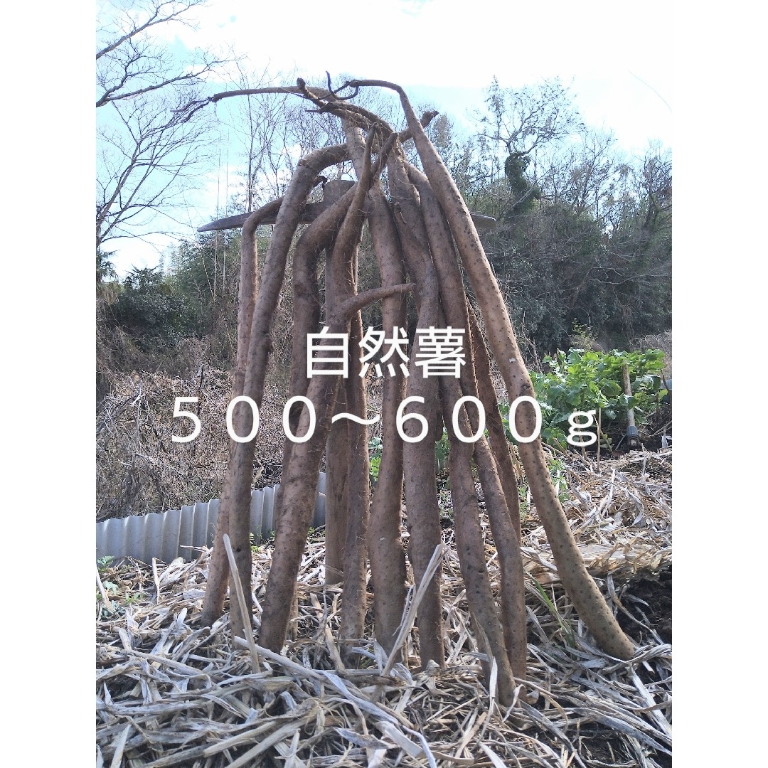 自然薯　四国山地　標高８００m山中が由来　５００〜６００g 食品/飲料/酒の食品(野菜)の商品写真