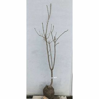 《現品》ライラック 白花　樹高1.4ｍ（根鉢含まず）22【リラの木/苗木/植木】(その他)