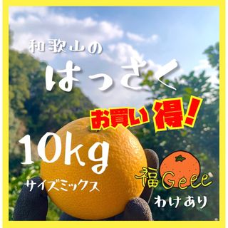 わけあり❕和歌山県産有田の八朔（はっさく）10kg みかん(フルーツ)