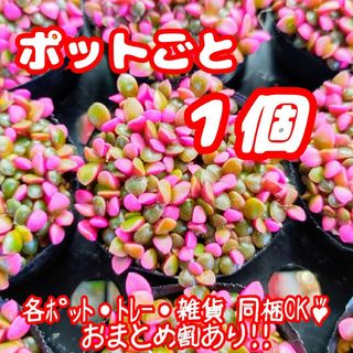 【ポットごと】桜吹雪 多肉植物 アナカンプセロス 紅葉 プレステラ プラ鉢(その他)