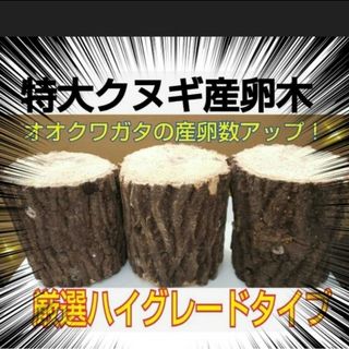 産卵木【3本】特大サイズ！栄養価の高い良質材を厳選　オオクワガタ、ヒラタにお薦め