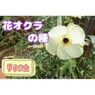 野菜の種【オクラ】花オクラ①(野菜)