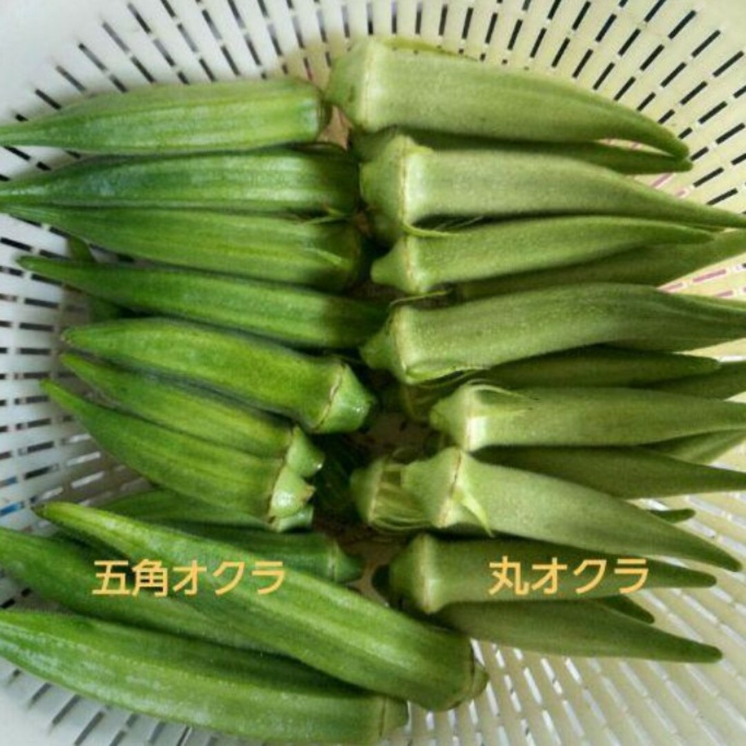 自然農法　丸オクラの固定種　１００粒以上 食品/飲料/酒の食品(野菜)の商品写真