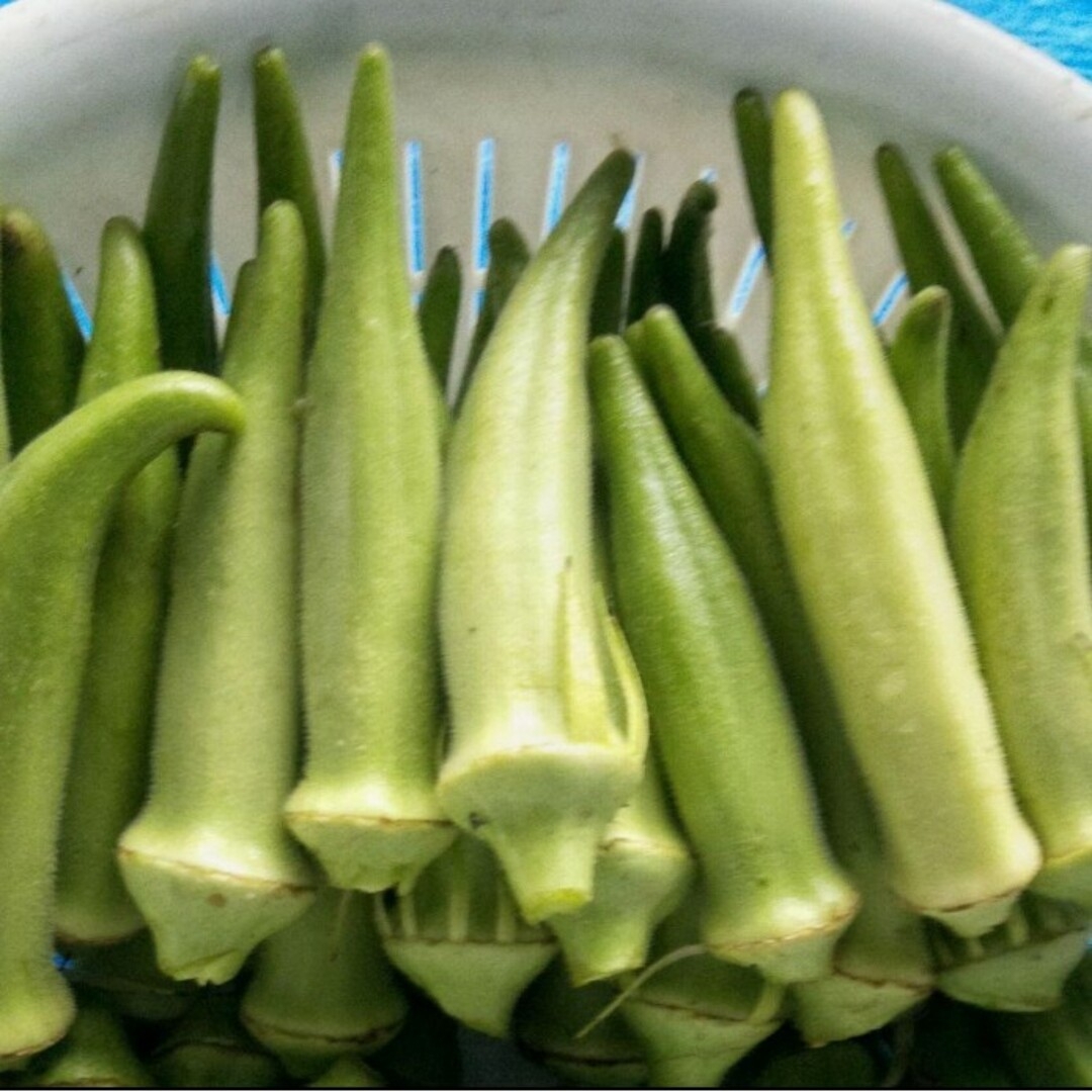 自然農法　丸オクラの固定種　１００粒以上 食品/飲料/酒の食品(野菜)の商品写真