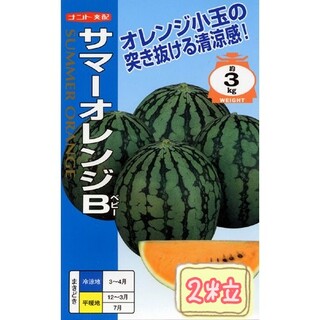 野菜の種【小玉スイカ】サマーオレンジベビー①(フルーツ)