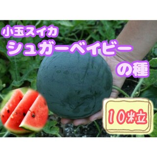野菜の種【小玉スイカ】シュガーベイビー①(フルーツ)