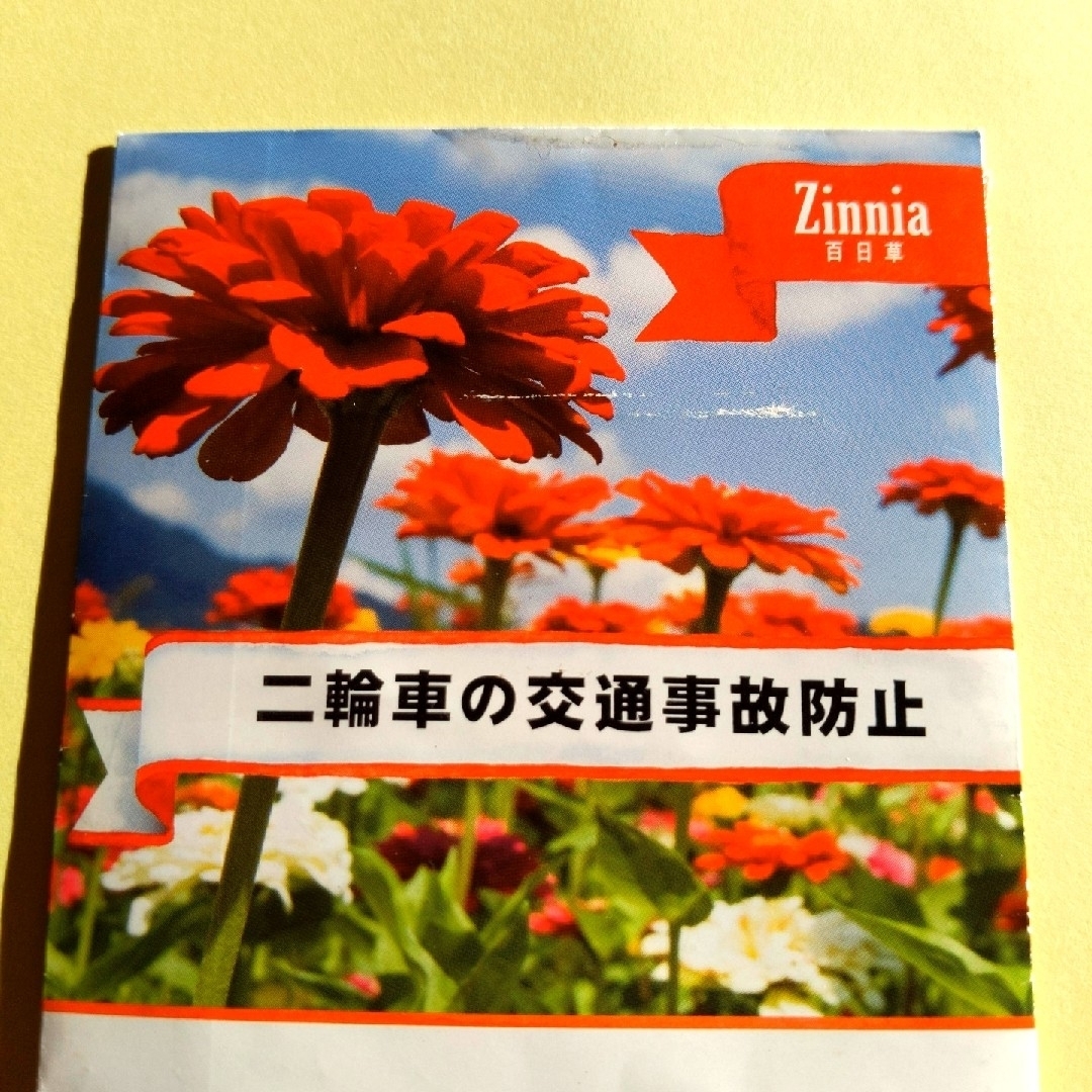 百日草 ジニア 種 ハンドメイドのフラワー/ガーデン(その他)の商品写真