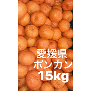 愛媛県産　ポンカン　柑橘　15kg(フルーツ)