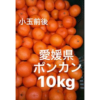 愛媛県産　ポンカン　柑橘　10kg(フルーツ)